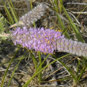 Dalea villosa Silky Prairie Clover 50_Seeds immagine 4