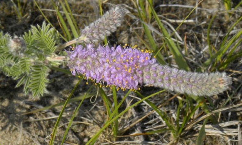 Dalea villosa Silky Prairie Clover 50_Seeds immagine 4