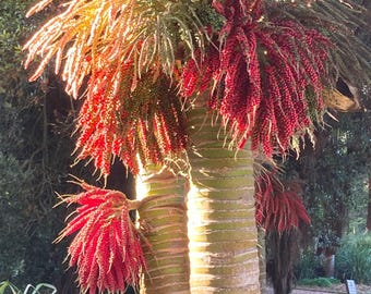 Rhopalostylis Sapida | Nīkau Palm | 20_seeds - Etsy