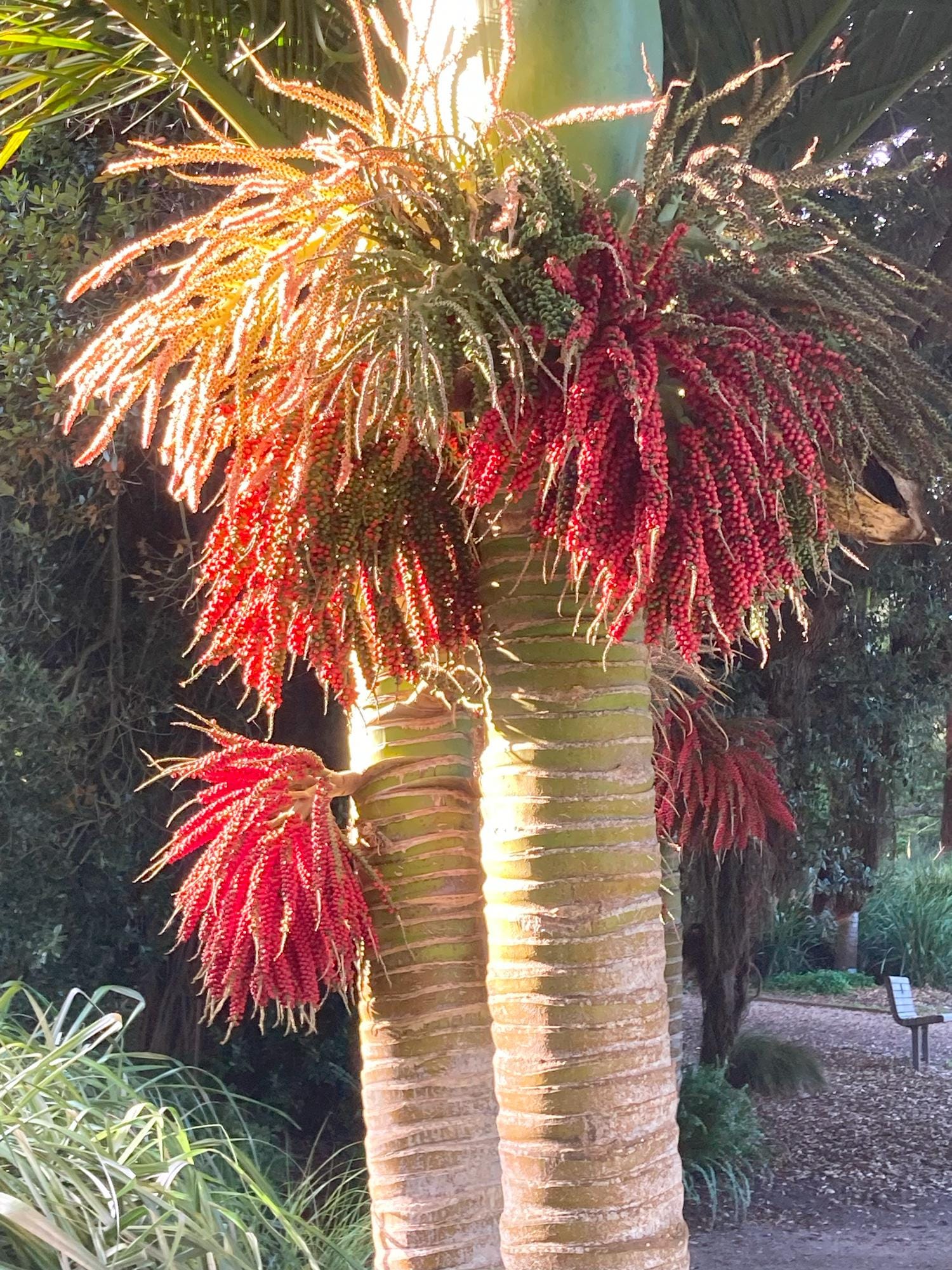 Rhopalostylis Sapida | Nīkau Palm | 20_seeds - Etsy