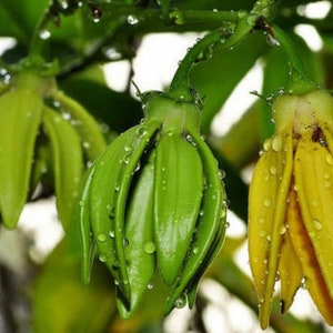 Artabotrys hexapetalus Climbing Ylang Ylang Vine Tail Grape 5_Seeds image 4