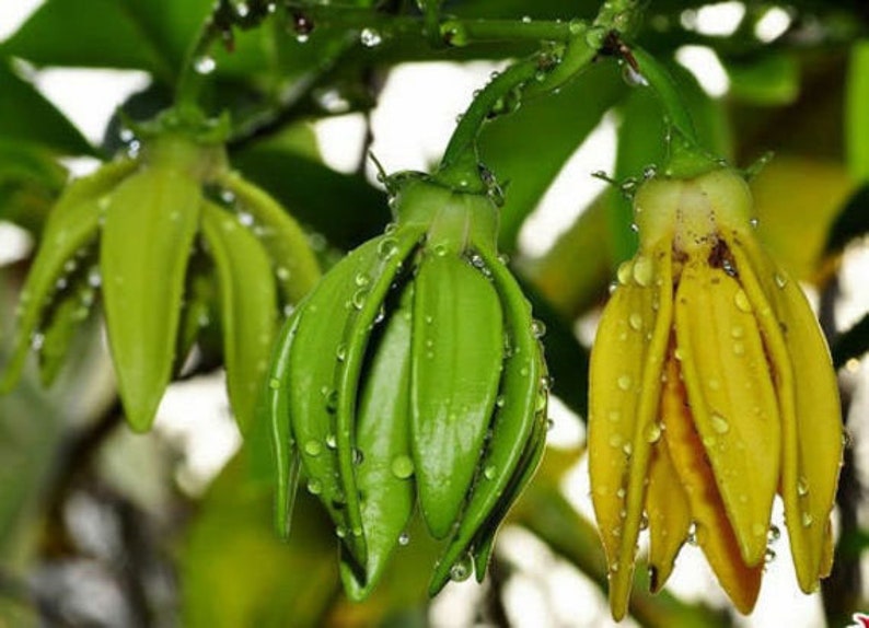 Artabotrys hexapetalus Climbing Ylang Ylang Vine Tail Grape 5_Seeds image 4