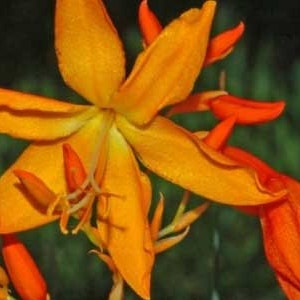 Crocosmia aurea Falling Stars Valentine Flower Montbretia 5_Seeds image 5