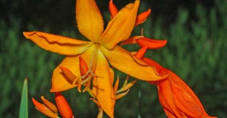 Crocosmia aurea Falling Stars Valentine Flower Montbretia 5_Seeds image 5