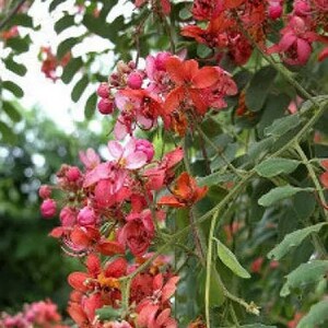 Cassia roxburghii Ceylon Senna Red Cassia 10_Seeds image 2