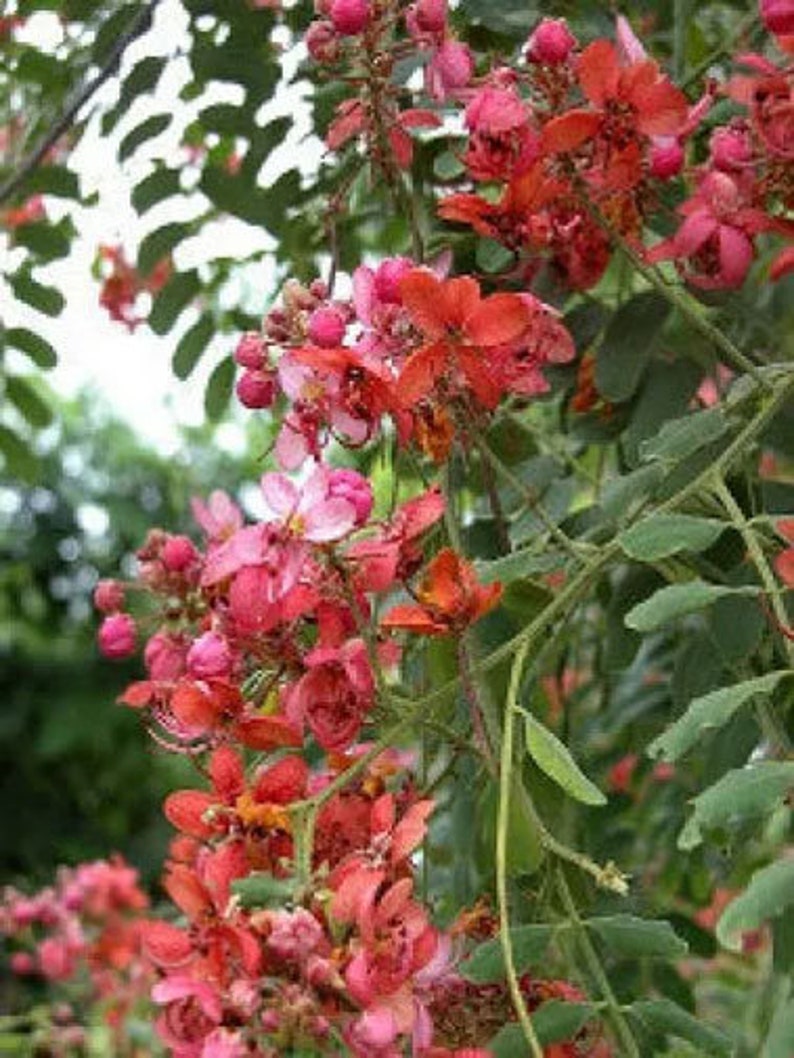 Cassia roxburghii Ceylon Senna Red Cassia 10_Seeds image 2