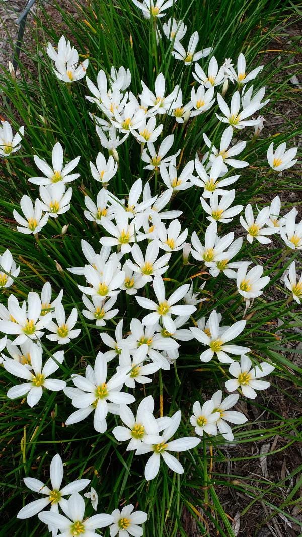 Zephyranthes Candida | Windflower | Autumn Zephyrlily | White Rain