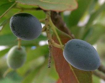 Elaeocarpus floribundus | Indian Olive | Jalpai | 5_Seeds