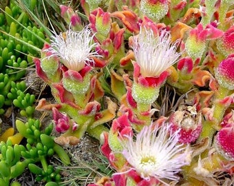 Mesembryanthemum crystallinum | Ice Plant | Crystalline Iceplant | 100_Seeds