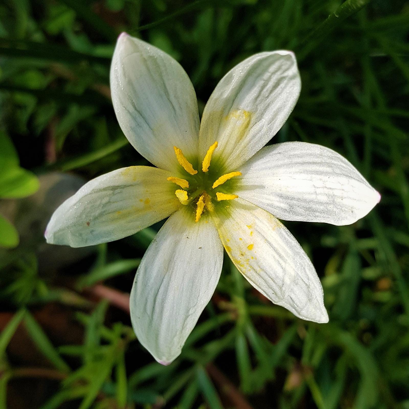 Zephyranthes Candida | Windflower | Autumn Zephyrlily | White Rain
