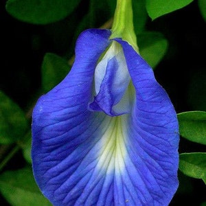 Clitoria ternatea single blue Butterfly Pea 10_seeds image 1