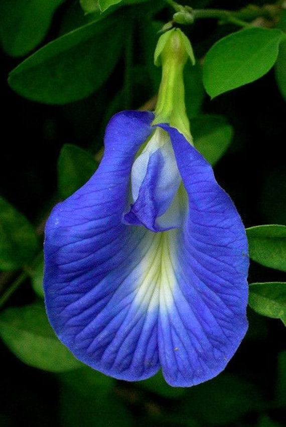 Clitoria ternatea sale
