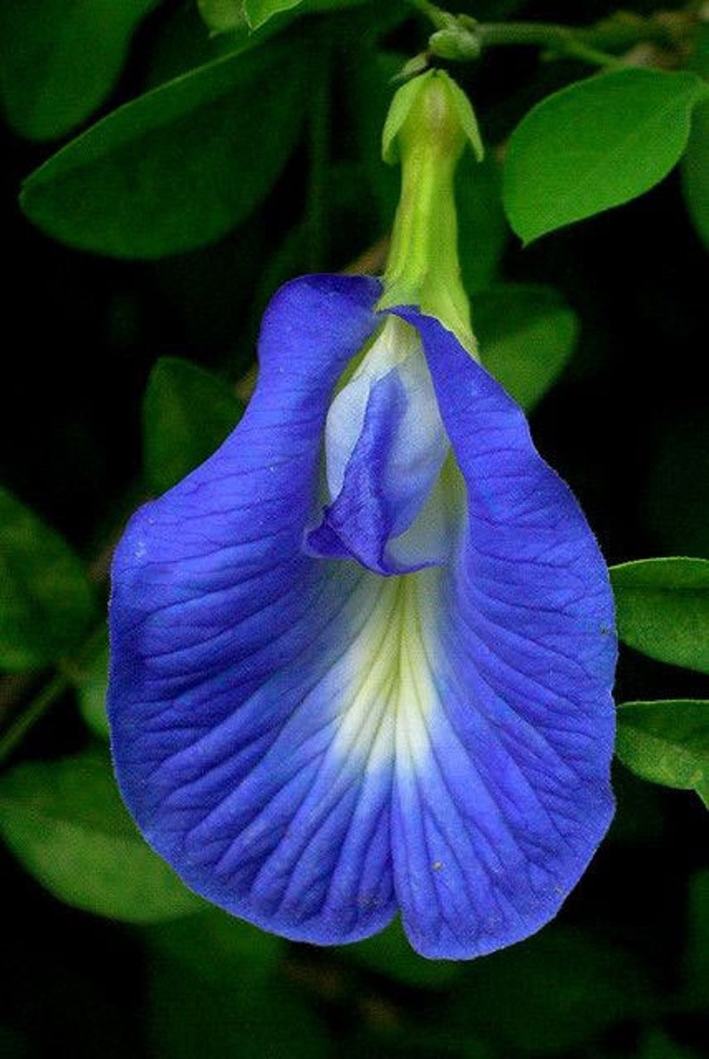 Clitoria ternatea single blue Butterfly Pea 10_seeds image 1