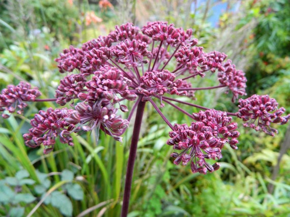 Angelica Gigas Giant Purple Korean Angelicadang Gui Etsy