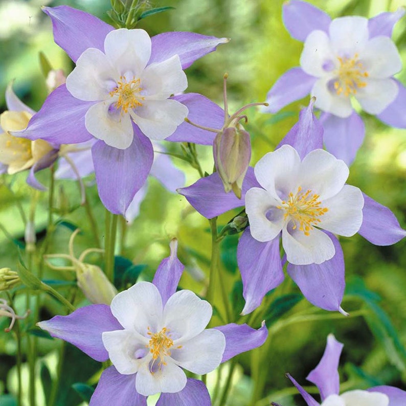 Aquilegia caerulea Colorado Blue Columbine 50_Seeds image 2