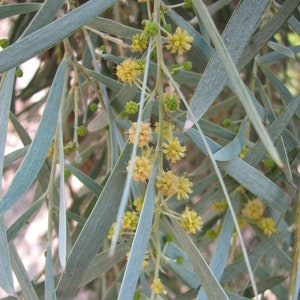 Acacia pendula | Silver Leaf Boree | Weeping Myall | Nilyah | 20_Seeds
