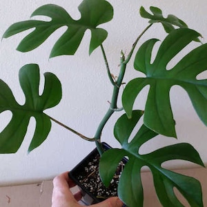 Rhaphidophora tetrasperma | Mini Monstera | Ginny Philodendron | 20_Seeds