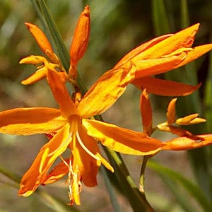 Crocosmia aurea Falling Stars Valentine Flower Montbretia 5_Seeds image 4