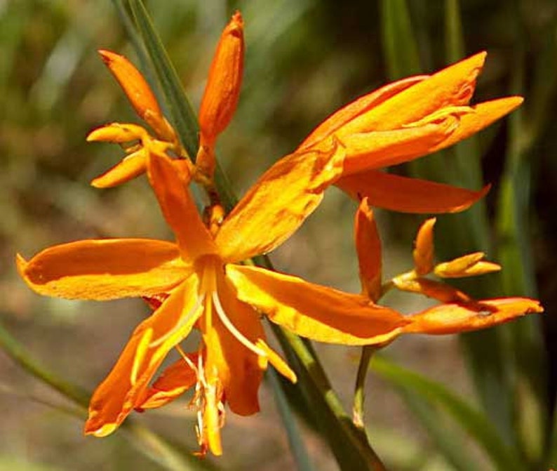 Crocosmia aurea Falling Stars Valentine Flower Montbretia 5_Seeds image 4