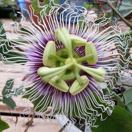 Passiflora edulis Golden Giant | 5_Seeds