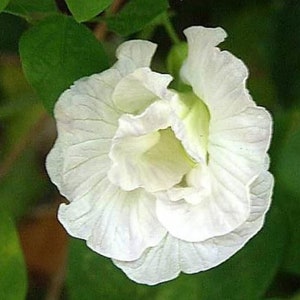 Clitoria ternatea Double White | 10_Seeds