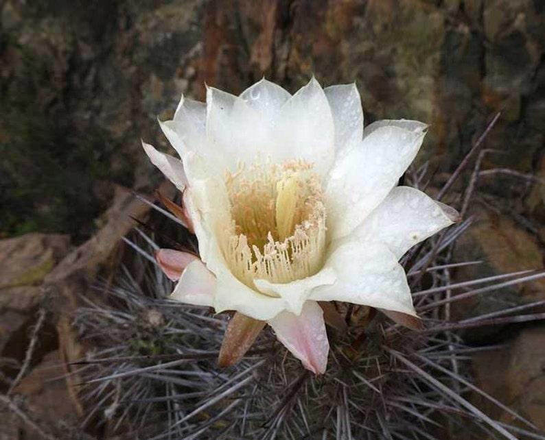 Eulychnia Acida Copao 20_Seeds image 1