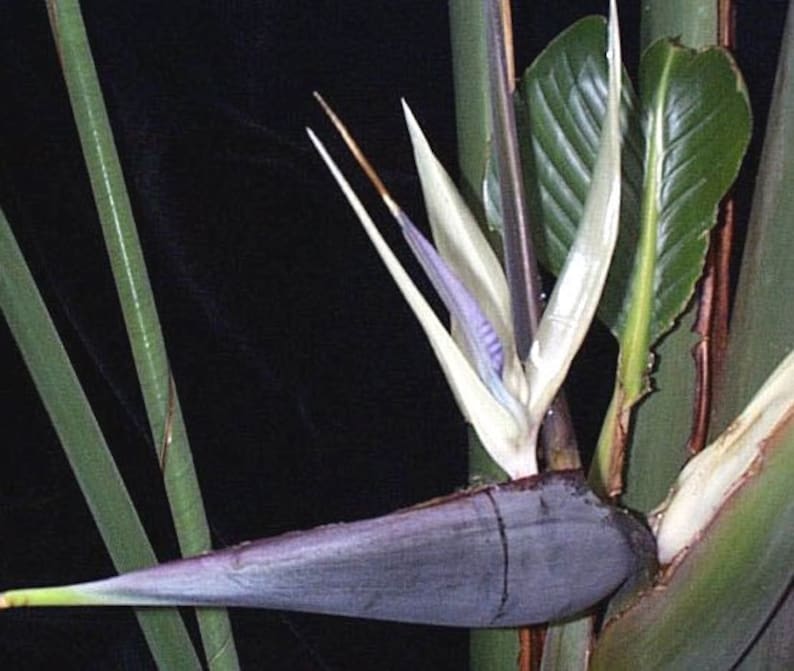 Strelitzia nicolai Giant Bird of Paradise Wild Banana 5_Seeds image 4