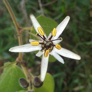 Passiflora bogotensis | 5_Seeds