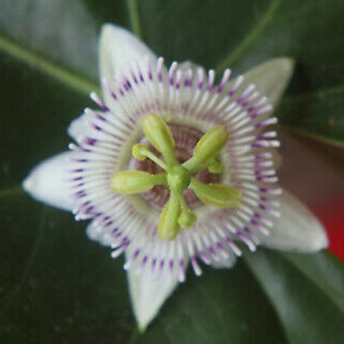 Passiflora sicyoides | 5_Seeds