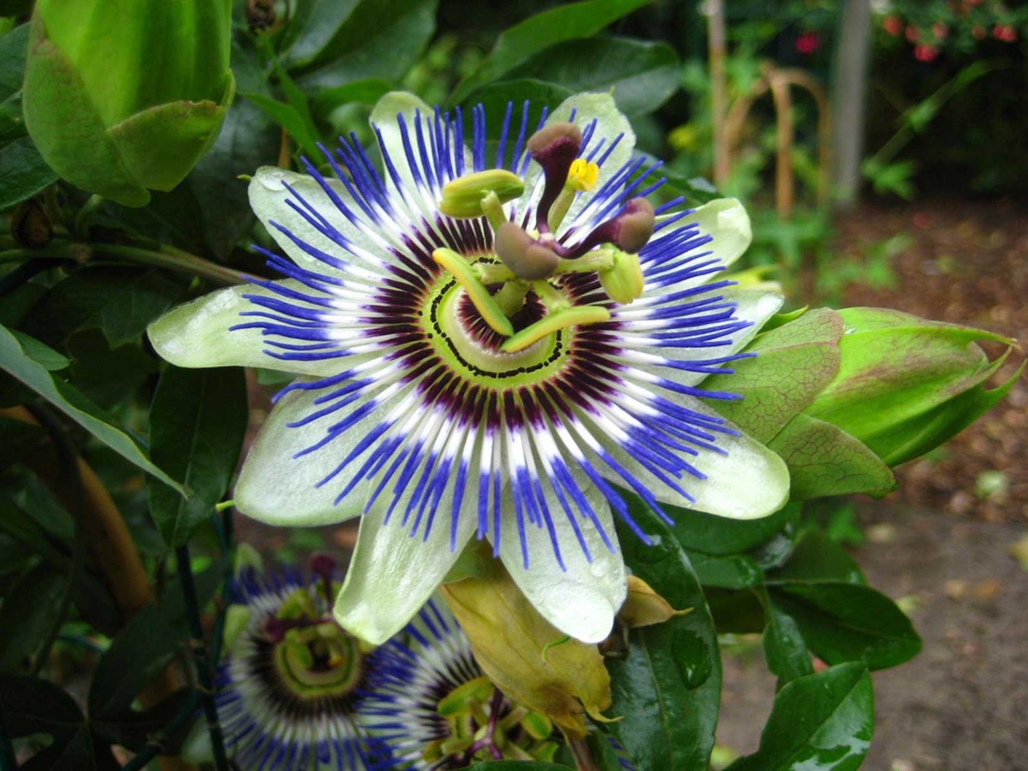 Passiflora Caerulea Blue Hardy Passion Flower 10_seeds Etsy