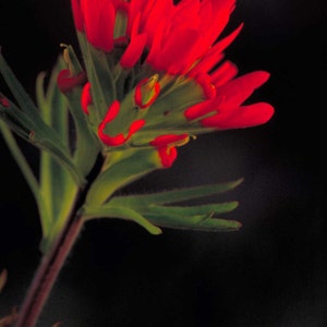 Castilleja coccinea | Scarlet Indian Paintbrush | Prairie Fire | 100_Seeds