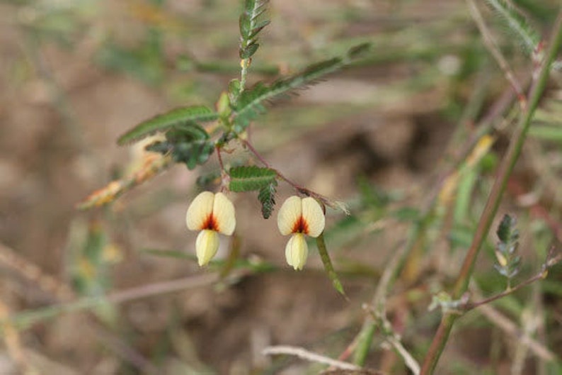 Aeschynomene aspera Shola Sola Pith Plant Laugauni Netti 10_Seeds image 5