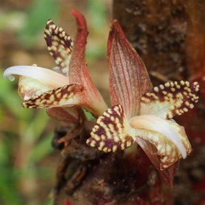 Zingiber rubens | Bengal Ginger | 10_Seeds