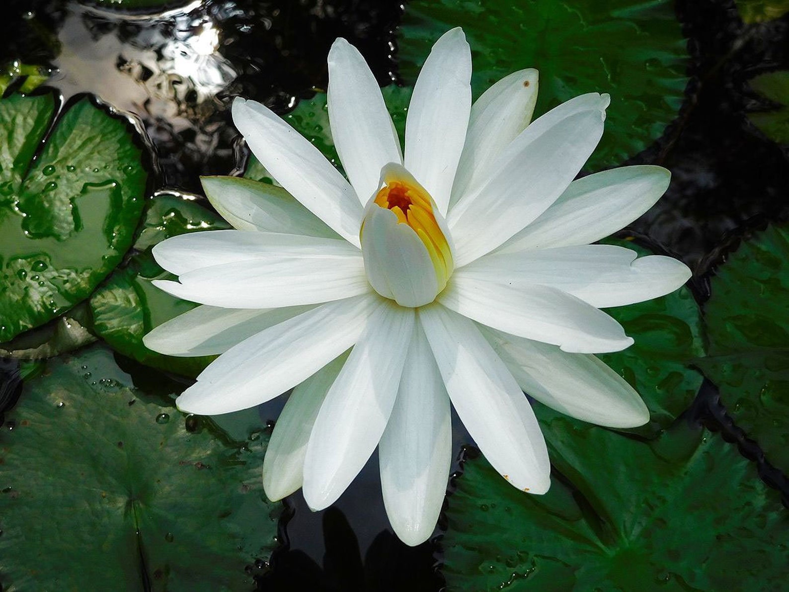 thumbnail image 2 of Nymphaea Pubescens White – Hairy Water Lily – 100 Seeds – Buy Rare Seeds 2 of 2