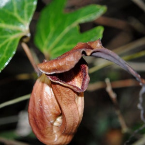 Aristolochia macroura Ortega 5_Seeds image 3