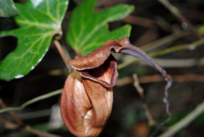 Aristolochia macroura Ortega 5_Seeds image 3