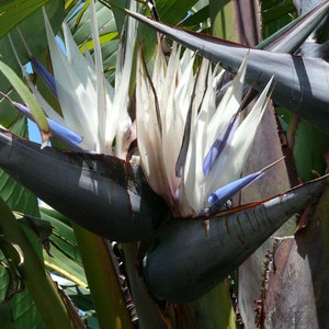 Strelitzia nicolai | Giant Bird of Paradise | Wild Banana | 20_Seeds