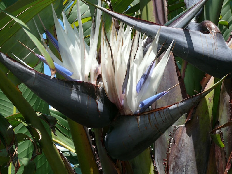 Strelitzia nicolai Giant Bird of Paradise Wild Banana 5_Seeds image 1