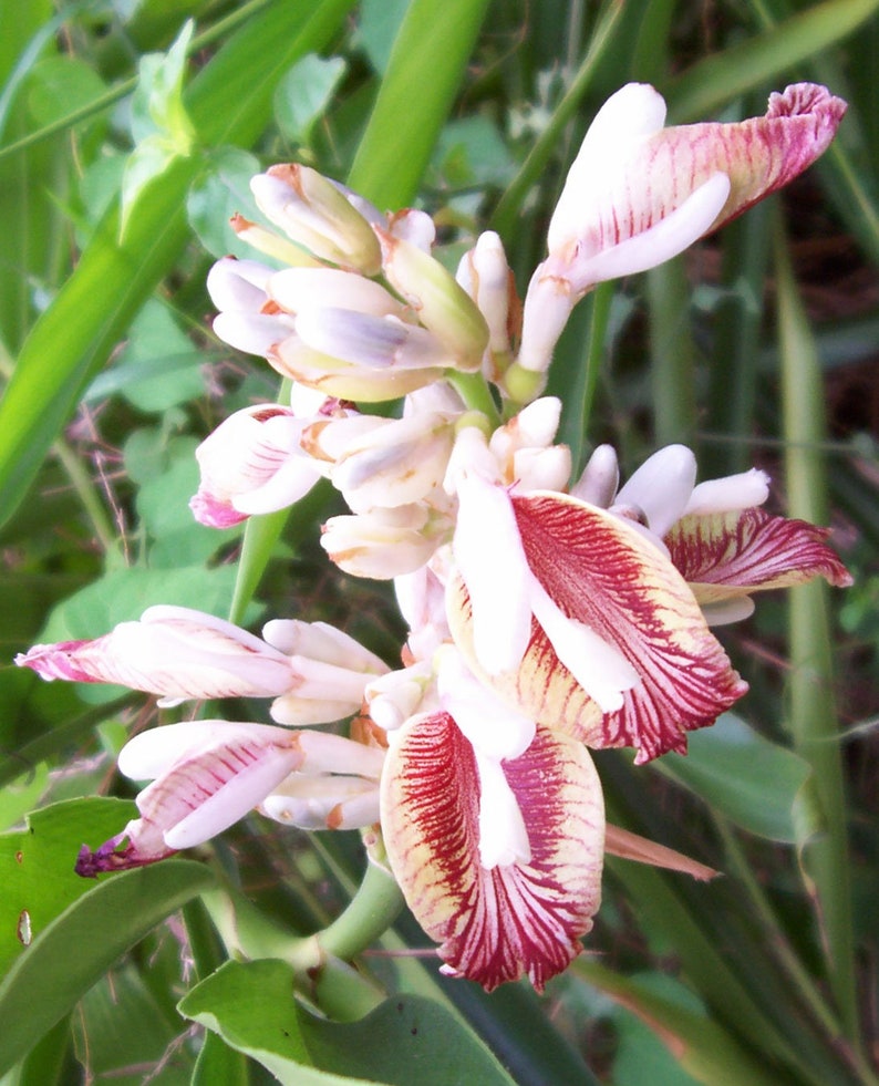 Alpinia galanga Greater Galangal Siamese Ginger 10_Seeds