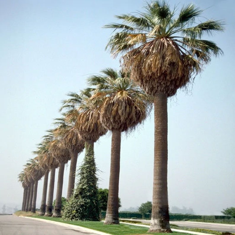 Washingtonia filifera California Desert Fan Palm Petticoat 10_Seeds image 2