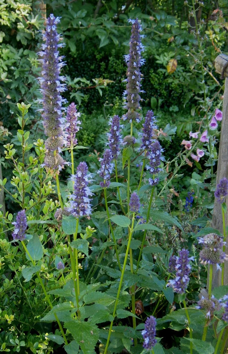 Agastache Foeniculum Anise Hyssop Licorice Mint Etsy