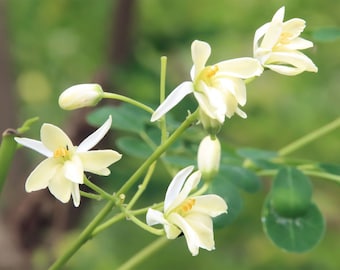 Moringa Oleifera PKM2 | 5_seeds - Etsy