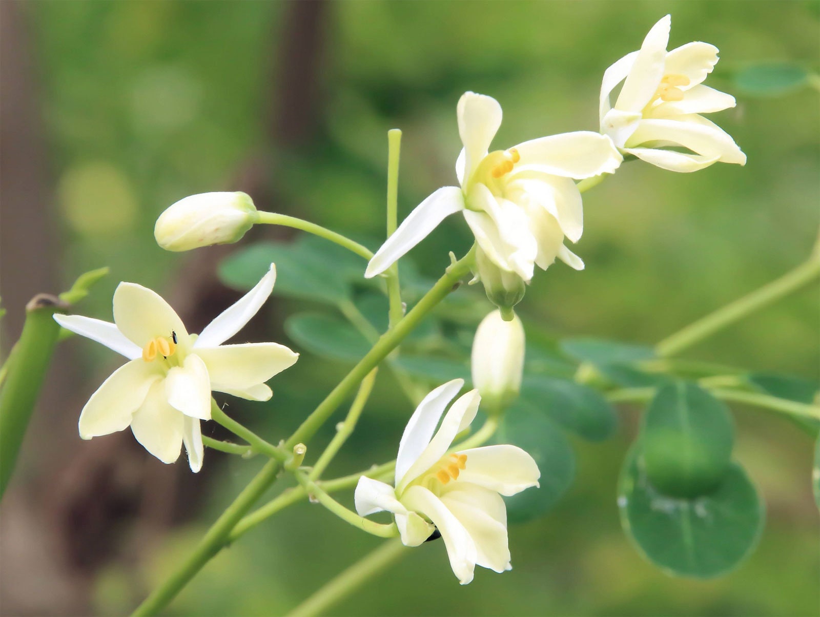 Moringa Oleifera PKM2 | 5_seeds - Etsy