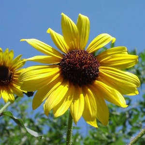 Helianthus annuus Common Sunflower 50_Seeds image 5