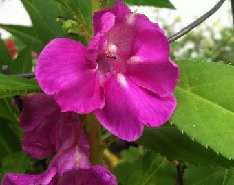 Impatiens balsamina Rose | Balsam | Touch-Me-Not | 10_Seeds