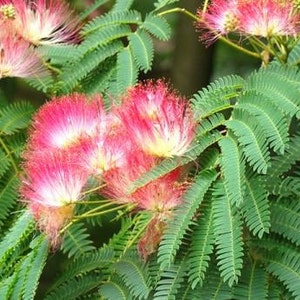Albizia julibrissin Mimosa Tree 5_Seeds image 4