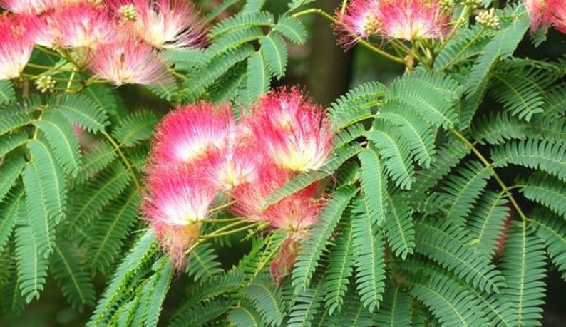 Albizia julibrissin Mimosa Tree 5_Seeds image 4