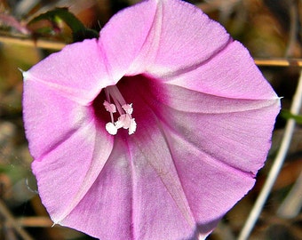 Ipomoea cordatotriloba | Sharp-pod Morning-glory | 10_seeds