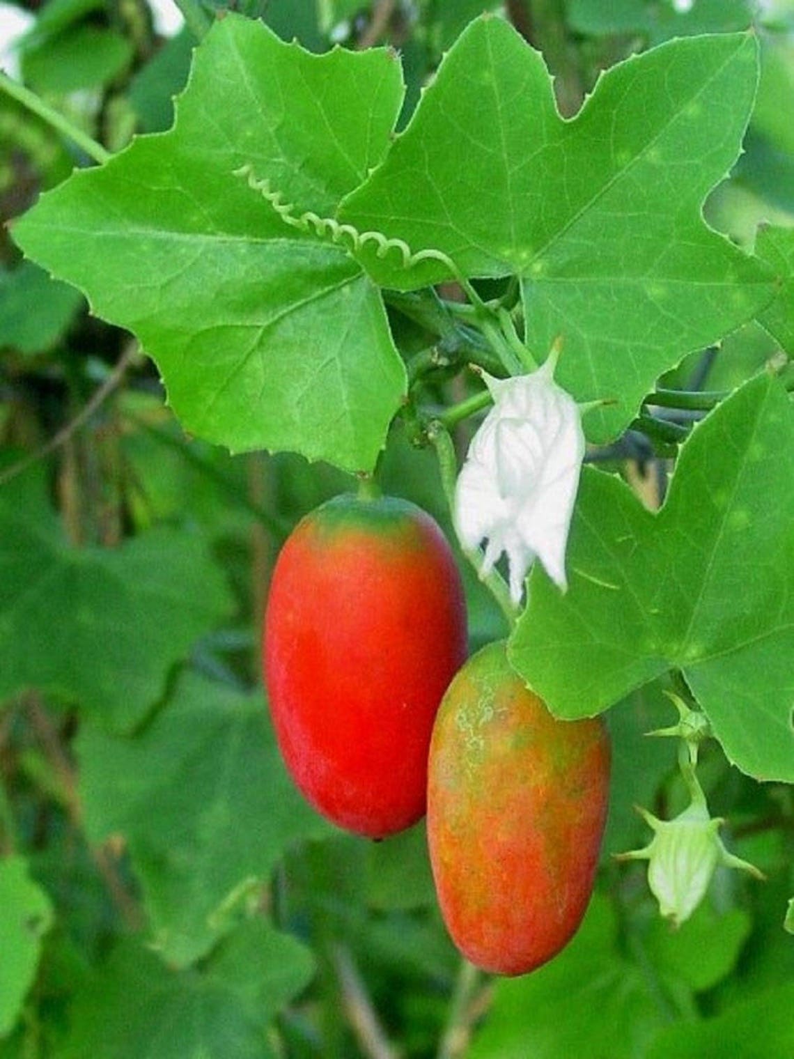 Coccinia Grandis Scarlet Ivy Gourd Kowai 5_seeds | Etsy