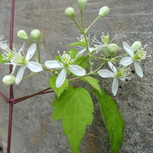 Clematis virginiana | Devils Darning Needles | Virgins Bower | 50_Seeds